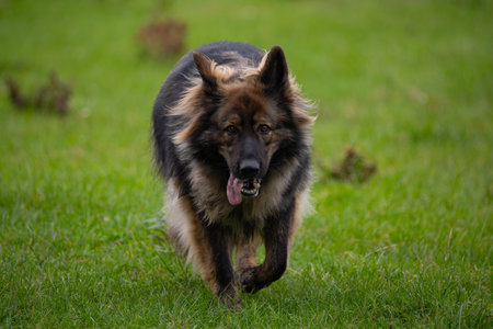 German Shepherd running in the field. Selective focus on the dogの写真素材
