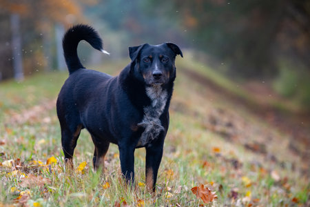 Large black dog standing in the autumn forest and looking at the cameraの写真素材
