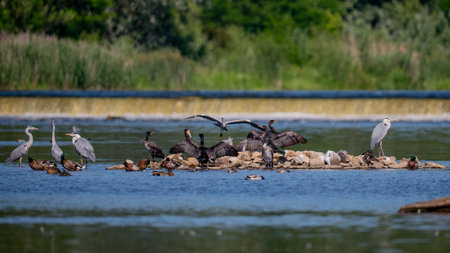 Great Blue Heron (Ardea herodias) in Danube Delta, Romagna