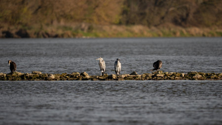 Great cormorant, Phalacrocorax carboの写真素材