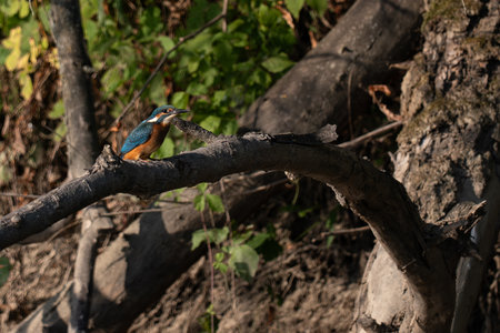 Kingfisher (Alcedo atthis) on a branchの写真素材