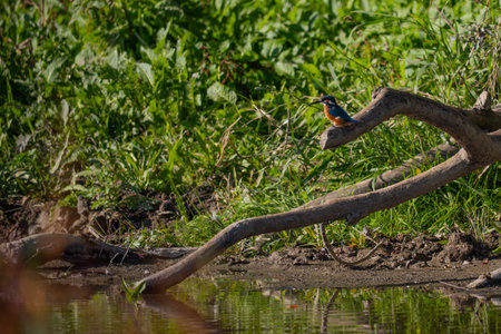 Kingfisher (Alcedo atthis) in the natureの写真素材
