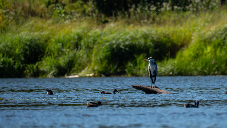 Great blue heron (Ardea herodias) on a logの写真素材