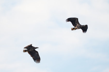 White-tailed eagle (Haliaeetus albicilla)の写真素材