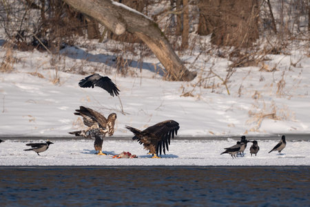 White-tailed eagle on Narew river, Poland. Haliaeetus albicilla, also known as the ern, erne, gray...