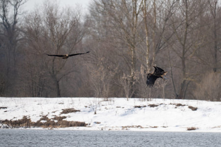 White-tailed eagle in flight. Scientific name: Haliaeetus albicilla, also known as the ern, erne,...
