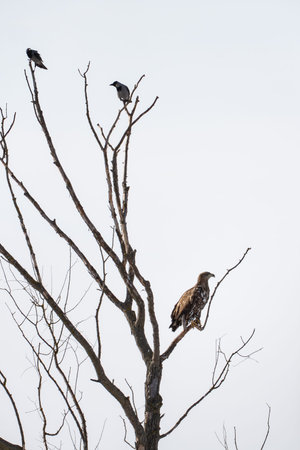 White-tailed eagle perched on a tree.