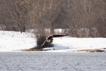 White-tailed eagle in flight. Scientific name: Haliaeetus albicilla, also known as the ern, erne,...