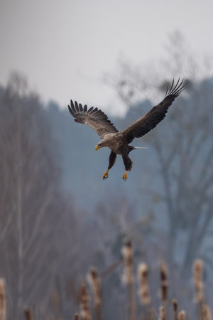 Haliaeetus albicilla, also known as the ern, erne, gray eagle, Eurasian sea eagle and white-tailed...