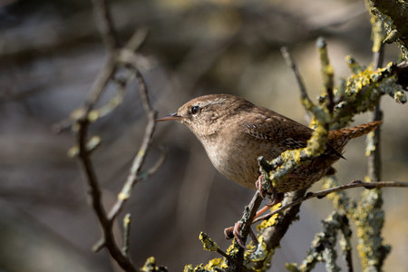 Wren (Troglodytes troglodytes)