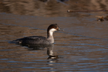 Great crested grebe, Podiceps cristatus, single bird on water, Warwickshire