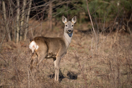 Roe deer (Capreolus capreolus)の写真素材