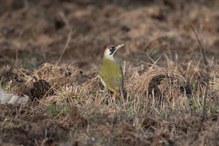 Green-backed Woodpecker, Picus villosus, single bird on ground, Warwickshireの写真素材