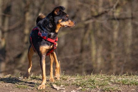 Dog in a red collar stands in the spring forest and looks at the cameraの写真素材