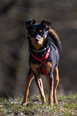 Miniature pinscher standing on the grass and looking at the cameraの写真素材