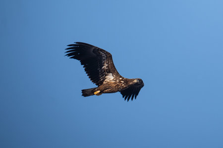 White tailed eagle (Haliaeetus albicilla)