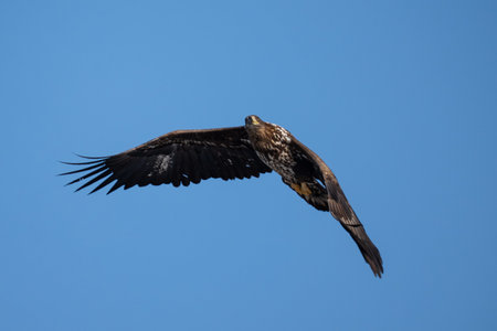 White tailed eagle (Haliaeetus albicilla)の写真素材