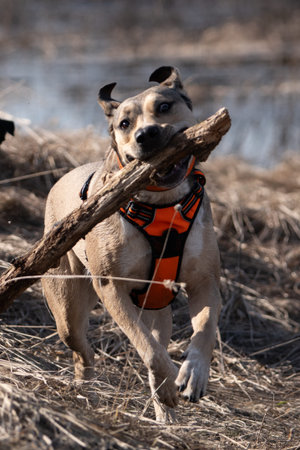 Dog in orange life jacket plays with a stick in the field.の写真素材