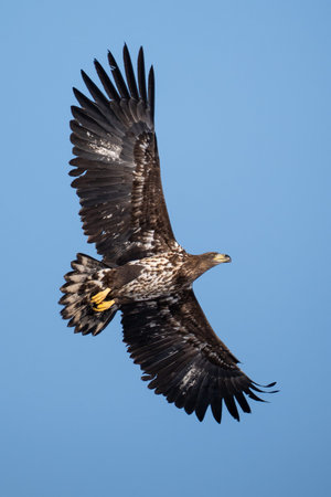 White tailed eagle in flight against a blue sky (Haliaeetus albicilla)の写真素材