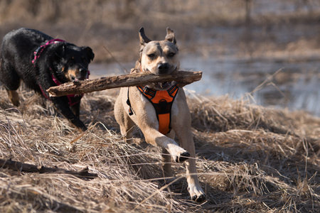two dogs playing with a stick in the spring on the river bankの写真素材