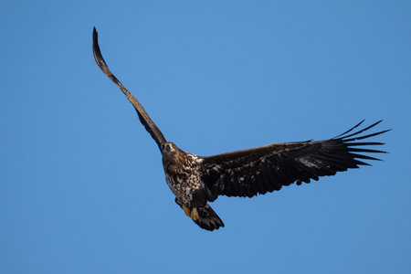 White tailed eagle (Haliaeetus albicilla)の写真素材