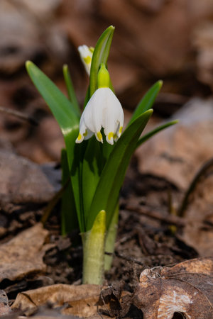 Spring snowflake (Leucojum vernum)の写真素材