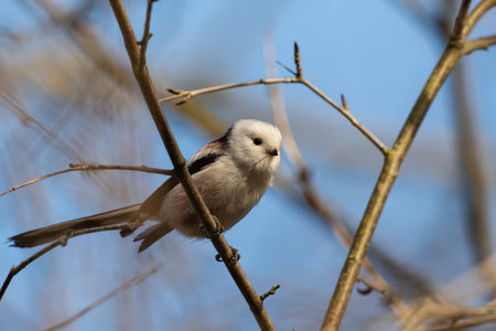 Long-tailed tit (Aegithalos caudatus) on a branchの写真素材