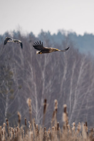 White tailed eagle (Haliaeetus albicilla)の写真素材