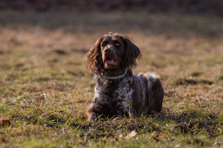 Small Munsterlander Dog sitting in the grass in the autumn park.の写真素材