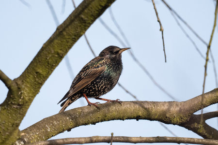 Starling, Sturnus vulgaris, single bird on branch, Warwickshireの写真素材