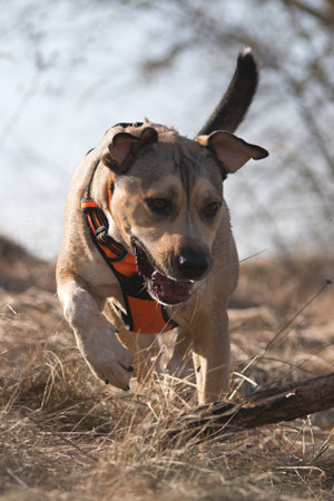 Portrait of a beautiful mixed breed dog running in the field.の写真素材