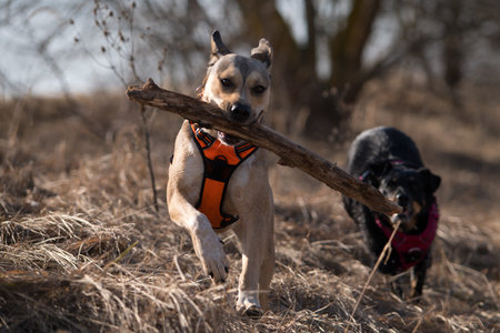 Two dogs playing with a stick in the field. Selective focusの写真素材