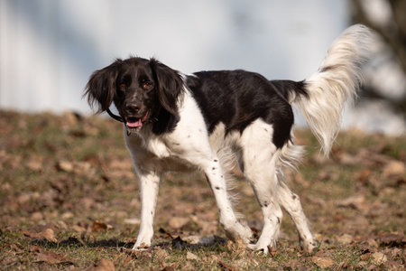 Small Munsterlander Dog outdoors in the nature on a sunny spring day.の写真素材