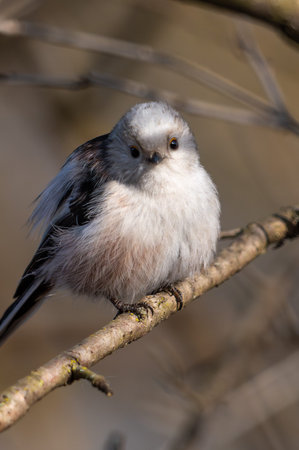 Long-tailed tit (Aegithalos caudatus)の写真素材
