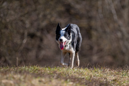 Border Collie dog running in the field with tongue sticking out.の写真素材