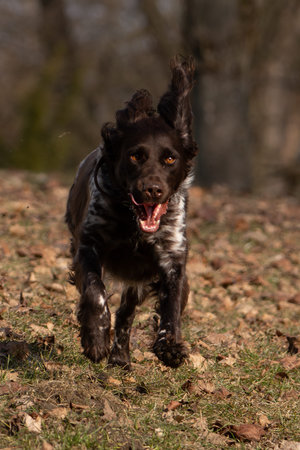Small Munsterlander Dog running in the park with his tongue outの写真素材
