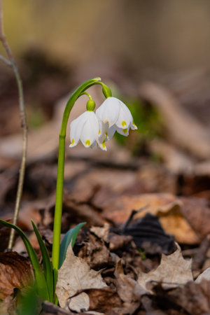 Beautiful spring snowflake (Leucojum vernum) blooming in the forestの写真素材