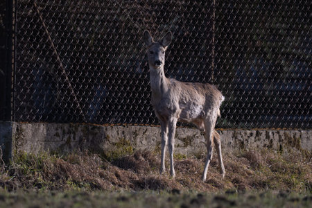 Portrait of a young roe deer (Capreolus capreolus)の写真素材