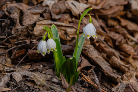 Beautiful snowdrop flowers blooming in the forest. Early spring.の写真素材