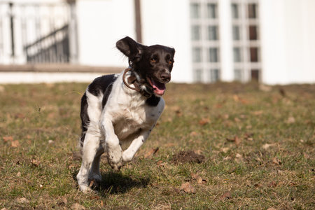 Active Munsterlander Dog Running and Playing Outdoors in Parkの写真素材