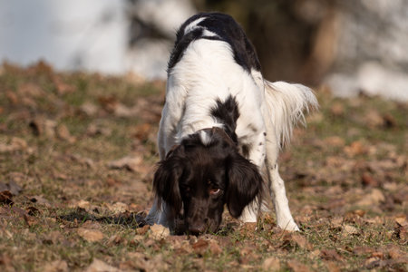 Active Munsterlander Dog Running and Playing Outdoors in Parkの写真素材