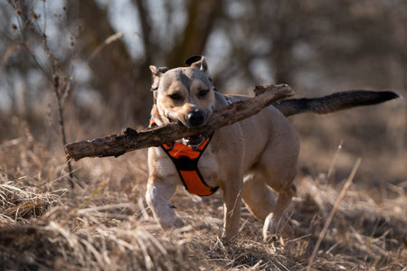Labrador retriever dog running with a stick in its mouth.の写真素材