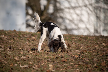 Small Munsterlander Dog puppy playing with a stick in the autumn parkの写真素材