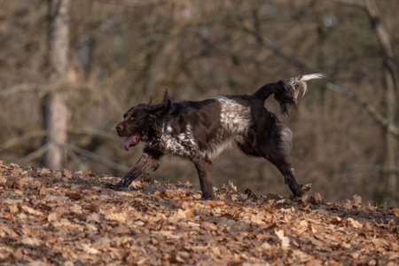 Hunting dog running in the forest on a sunny spring day.