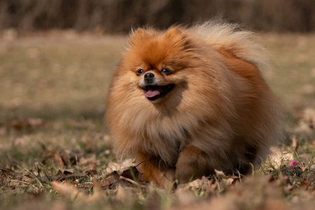 Pomeranian Spitz sitting on the grass in the park.の写真素材