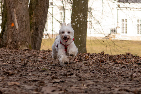 Cute Maltese dog running in the park on autumn day.の写真素材