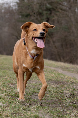 A beautiful mixed breed dog running in the park on a sunny day.の写真素材