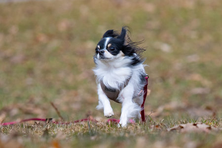 Chihuahua running in the park in autumn. Portraitの写真素材