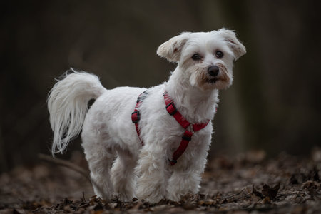 Maltese dog on a walk in the forest. Selective focus.の写真素材