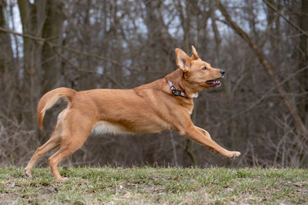 Red dog running in the park on a spring day. Shallow depth of field.の写真素材